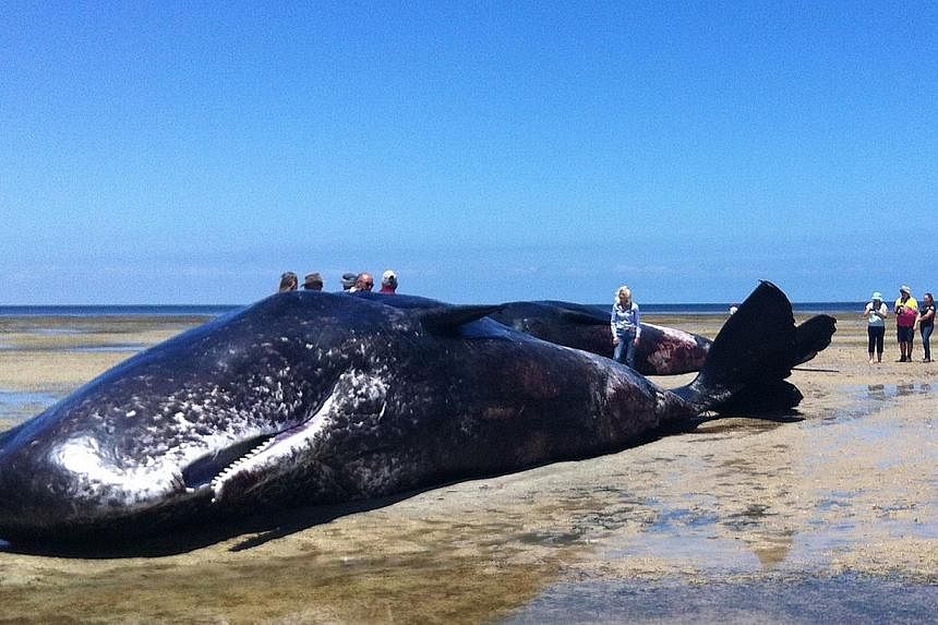 A handout photo taken and received on Dec 8, 2014, shows people standing around one of six sperm whales washed up dead in a rare mass stranding on the South Australia coast. -- PHOTO: AFP