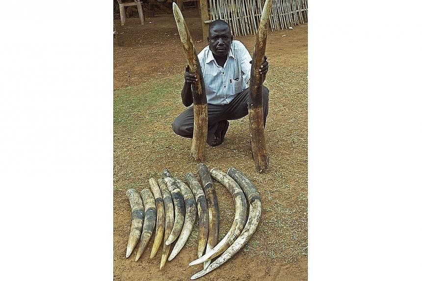 A handout photo provided by the Wildlife Conservation Society shows a trafficker with ivory tusks in an undisclosed location in South Sudan on March 7, 2014.&nbsp;The slaughter of Africa's elephants and the illegal trade in ivory in China are "out of