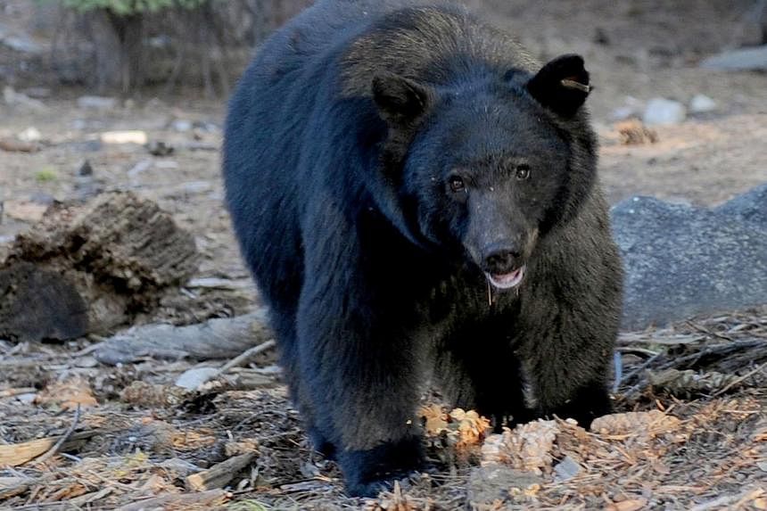 A black bear, like this one scavenging for food beside tourists near the famous General Sherman tree at the Sequoia National Park in Central California, caused a road accident in the US Everglades wetlands in the state of Florida that killed three pe