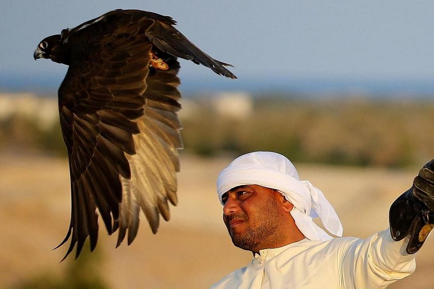 An Emirati man looking on as a falcon takes off last month &nbsp;on Sir Bani Yas Island in the United Arab Emirates. Falcons - the raptor beloved by Middle Eastern falconry enthusiasts - are soon to be allowed in the cabin on Lufthansa flights. -- PH