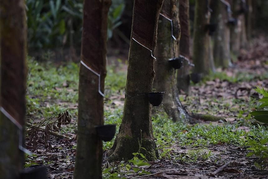 A rubber plantation in the Ka Po village of the southern Thai province of Phang Nga. A small group of around 50 rubber farmers gathered in Thailand's southern province of Surat Thani on Tuesday to demand more support from the military-led government 