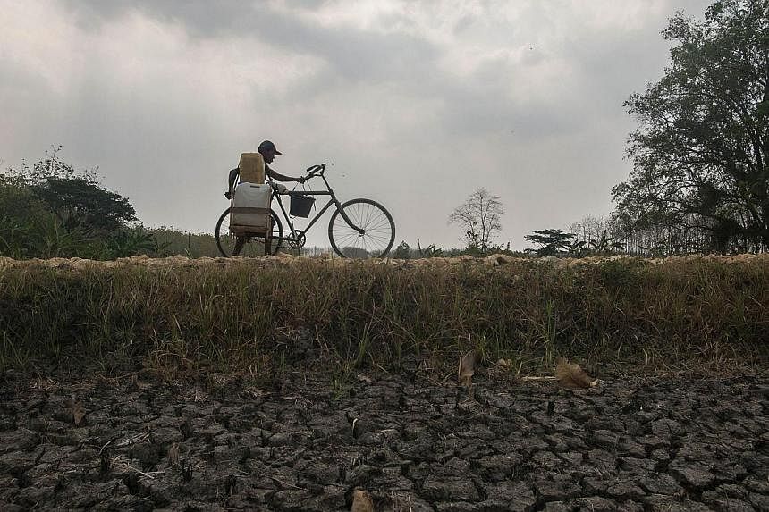 In this photograph taken on Oct 30, 2014, a resident pushes his bicycle carrying plastic containers filled with potable water along a dried up rice field in Lamongan located in eastern Java island as parts of Java experience water shortages due to th