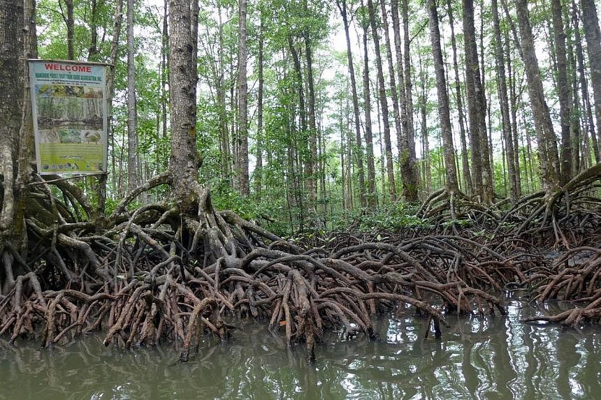 Better protecting the world's fast-disappearing mangroves could have big economic, social and environmental benefits, experts said at the UN climate talks in Lima this week. -- PHOTO: ST FILE