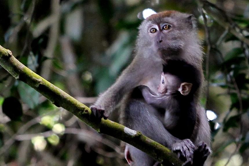 The one-year project to track the movements of monkeys from different groups will start next year. There were 420 monkey- related complaints this year as of mid-August, compared with 1,860 last year and 920 in 2012.