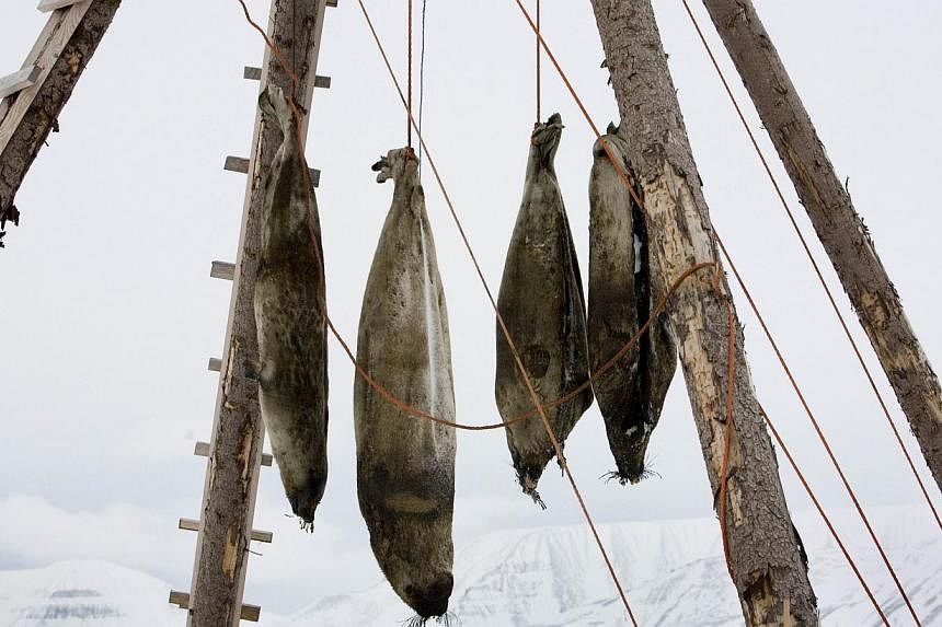 Dead seals hanging on a rack seen outside the arctic town of Longyearbyen, on Feb 25, 2008, in Norway.&nbsp;Norway's parliament has voted to scrap a controversial subsidy for seal hunting, potentially spelling the end of the much-criticised activity,