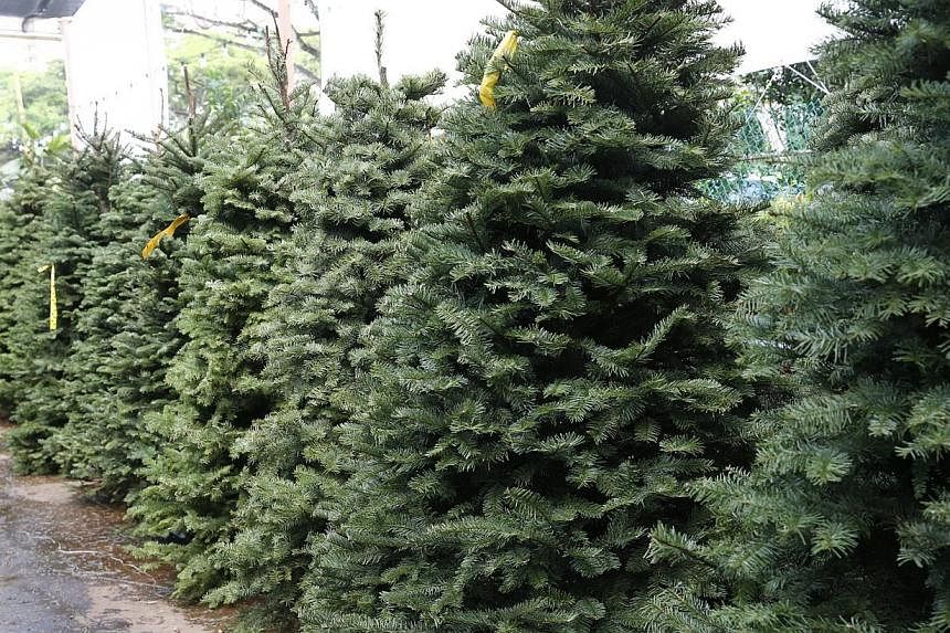 Live Christmas trees can be bought at places such as Far East Flora (above).