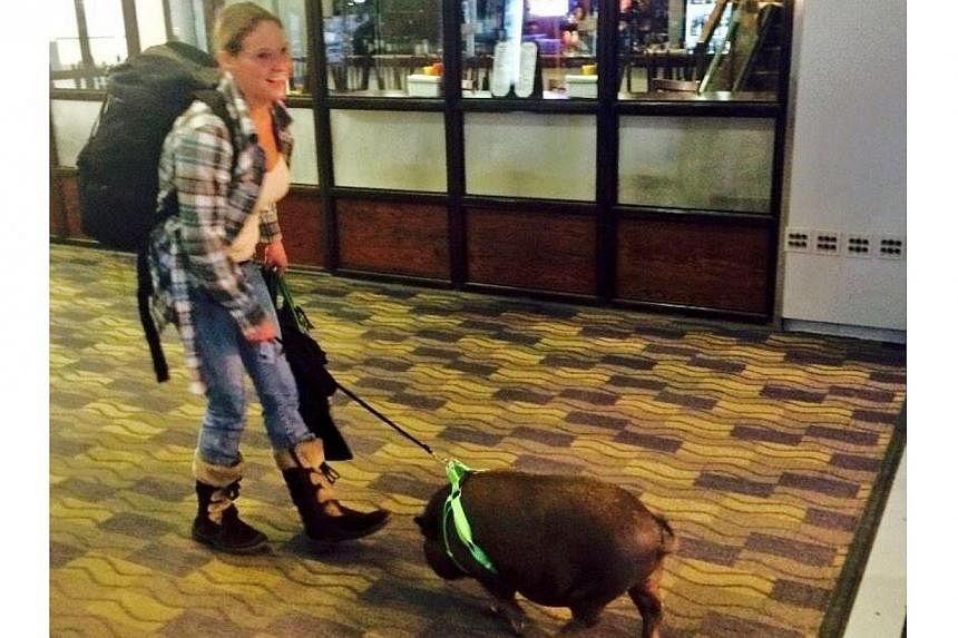 A woman and her pet pig were evicted from a US Airways flight in Connecticut because other passengers complained, according to a news report on Nov 28, 2014. -- PHOTO COURTESY OF ANGELICA SPANOS&nbsp;
