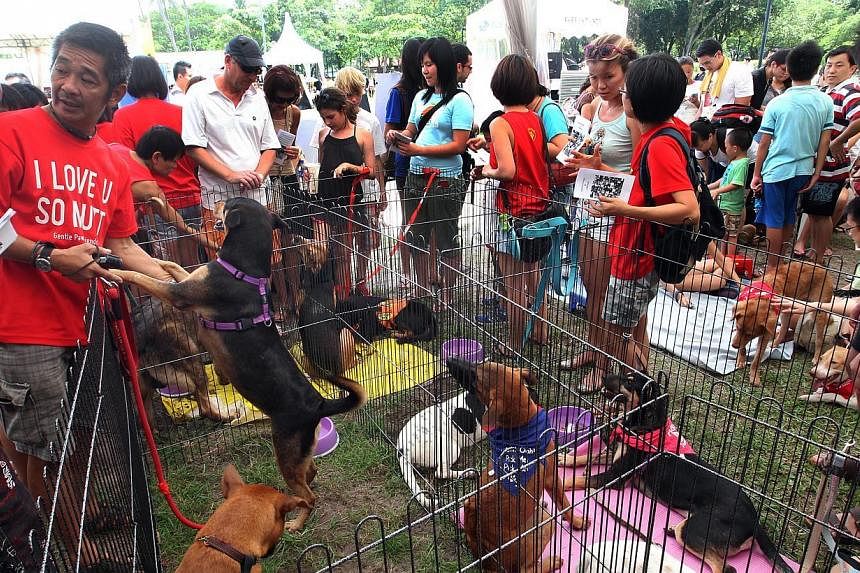 Singapore’s largest dog adoption drive organised by the National Geographic Channel at East Coast Park last year. Facilities where joggers and families can interact with animals at the park are likely to be developed, said Manpower Minister Tan Chu