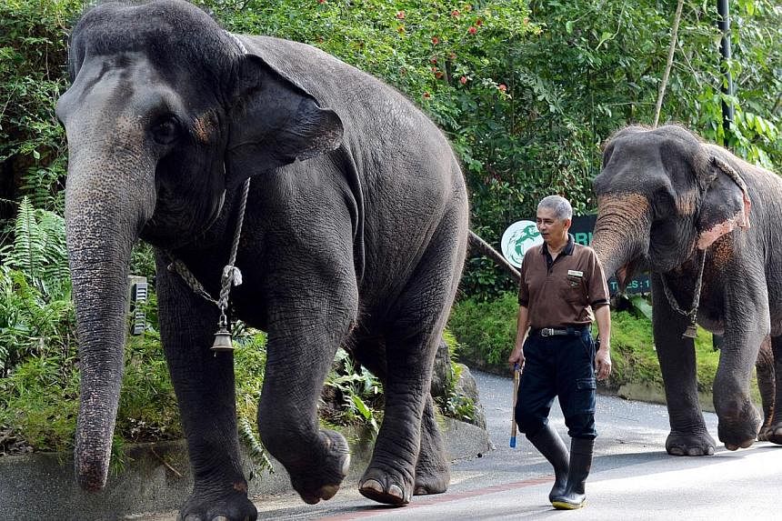 A zookeper walking with elephants at the Singapore Zoo.&nbsp;Visitors to the Singapore Zoo will no longer be able to get as close to the elephants there or take rides on these animals, starting from Jan 5. -- PHOTO: BERITA HARIAN