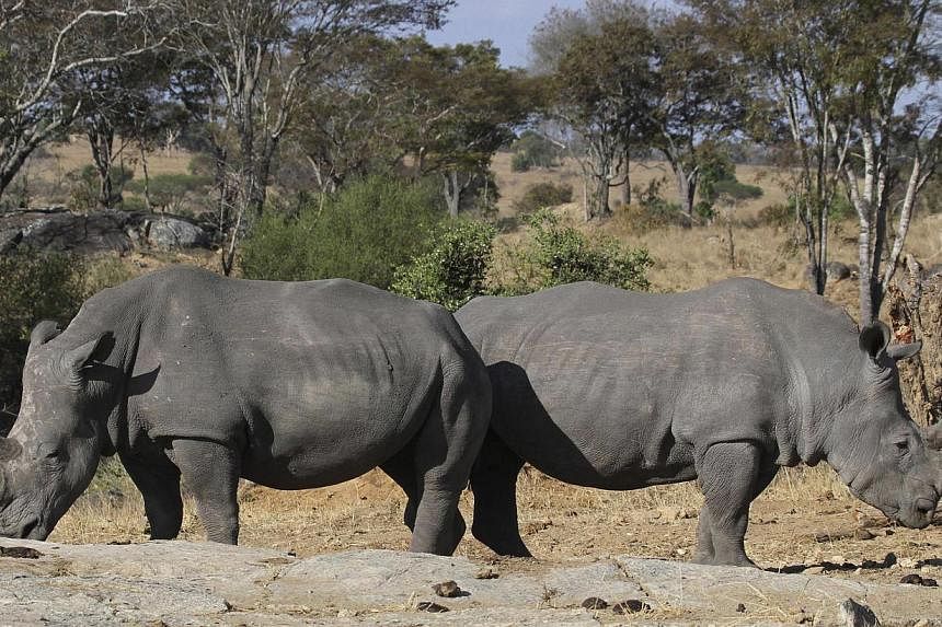 &nbsp;A pair of white rhinoceros move across grassland at the Imire Rhino and Wildlife Conservation Park near Marondera, east of Zimbabwe's capital Harare in September. One of its relations, the northern white rhinocerous, faces extinction after one 