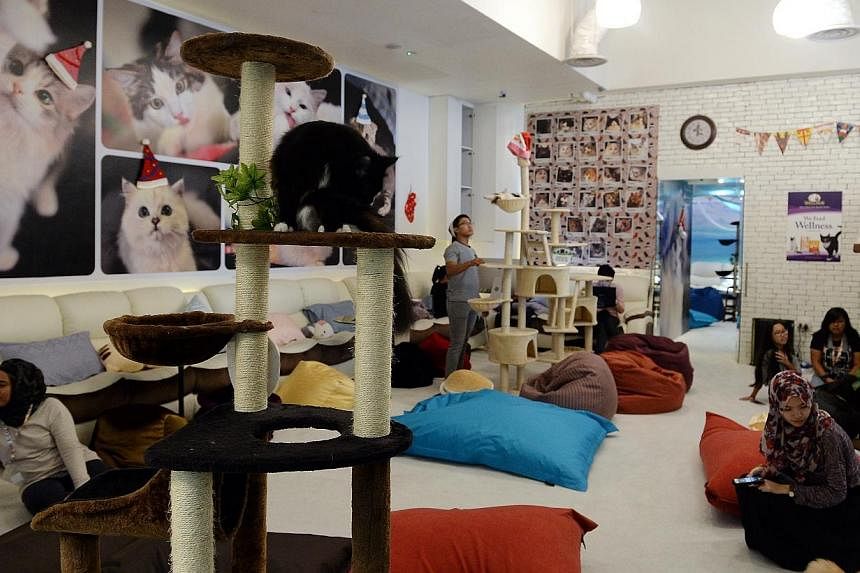 Cuddles Cat Cafe, the largest pet cafe in Singapore, spanning 2,500 sq ft at *Scape in Orchard Road.&nbsp;The owner of a cat cafe which is being investigated over the deaths of seven of its cats has offered his shop up for sale. -- BH PHOTO: MOHD TAU