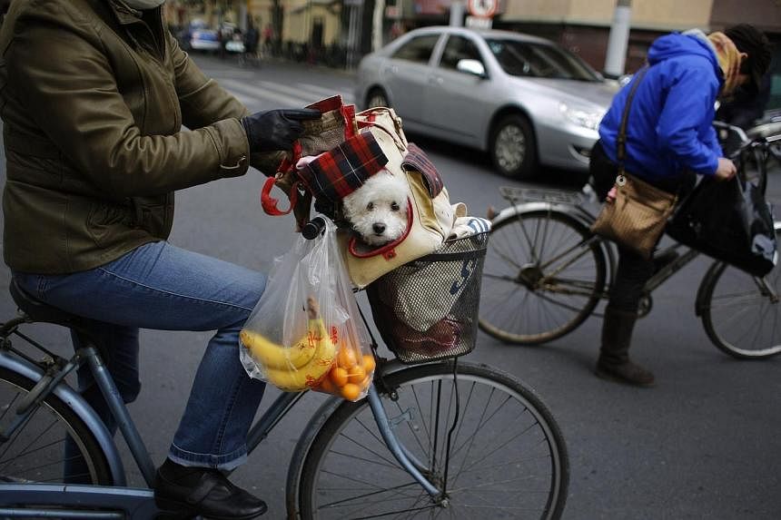 A woman carries a dog inside a basket on her bike along a busy street in downtown Shanghai, on Dec 7, 2014. -- PHOTO: REUTERS