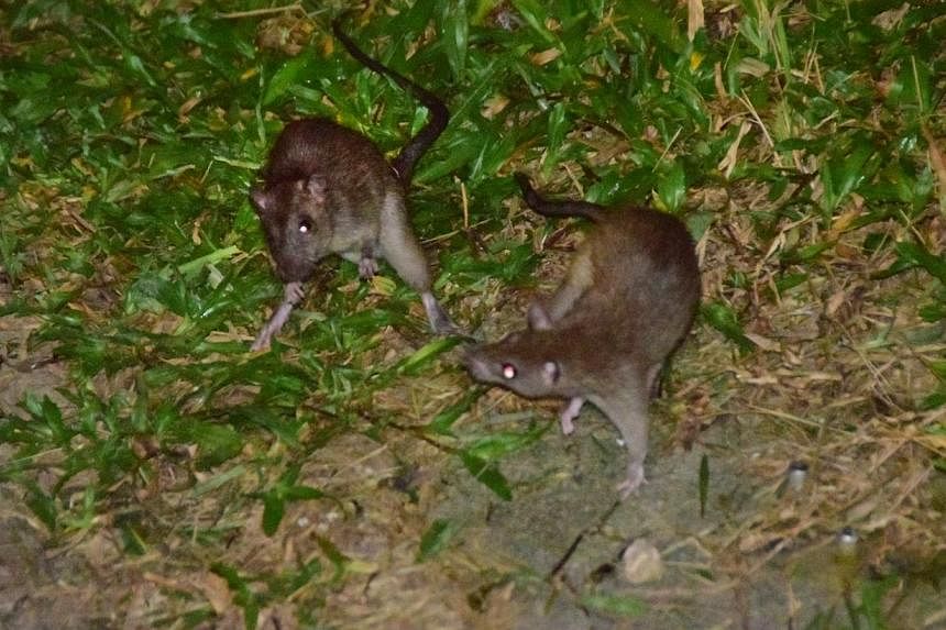 A mound behind Bukit Batok MRT station is infested with rats. A Lianhe Wanbao report quoted a Madam Lin as saying that she has seen about 30 rats there in recent weeks. -- PHOTO: LIANHE WANBAO&nbsp;
