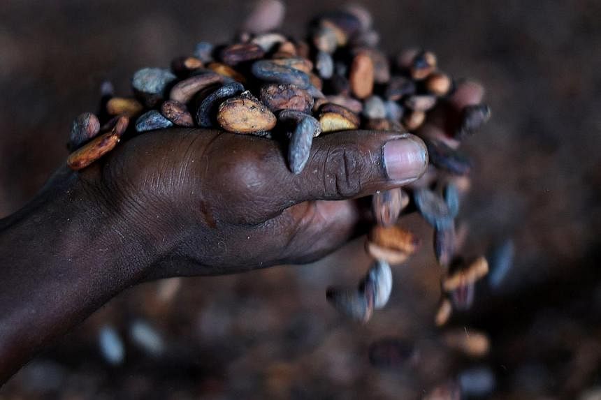 A worker touches cocoa beans as they are put to dry at a trading post in Kenama, southeastern Sierra Leone. Agri-business giant Olam's US$1.3 billion deal to buy rival Archer Daniels Midland's cocoa processing business may reduce liquidity in the nic