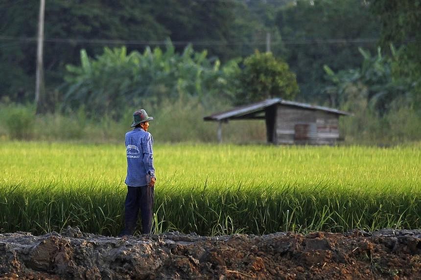 A farmer works in his rice field in Nakhonsawan province on Nov 14, 2014. -- PHOTO: REUTERS