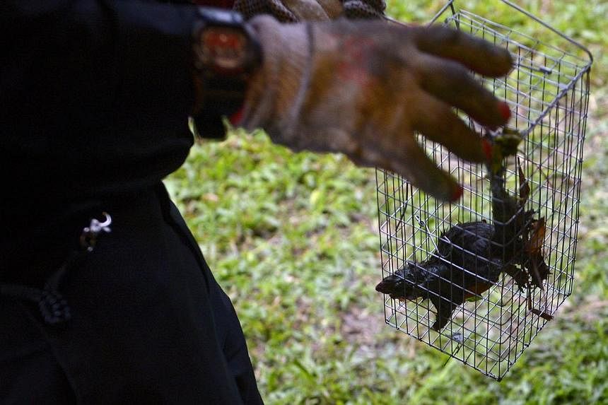 A rat caught in a rat trap by pest controllers from Star Pest Control deployed to get rid of rats at slope near Bukit Batok MRT station on Dec 18, 2014. -- ST PHOTO : MARK CHEONG&nbsp;