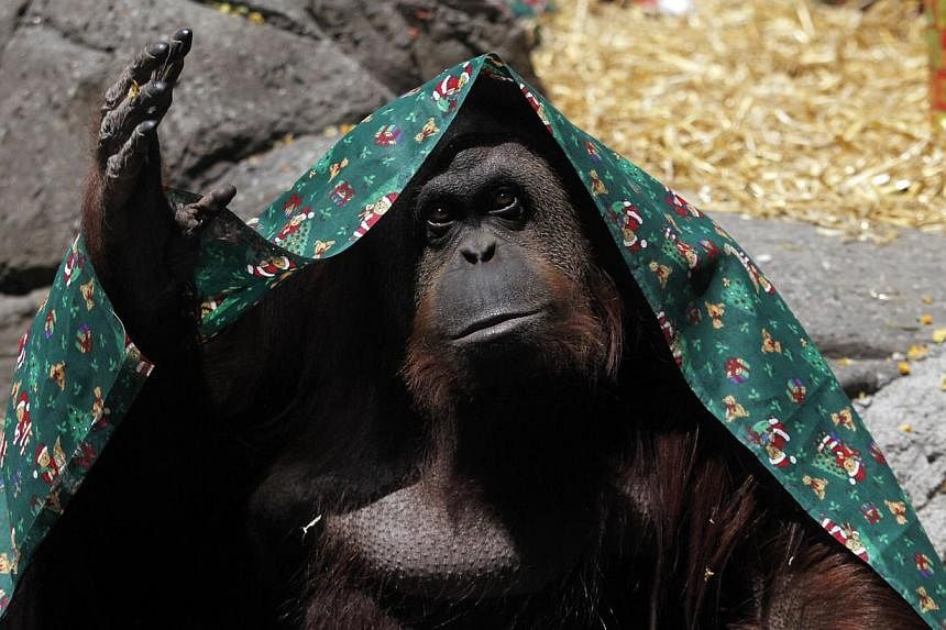 A female orangutan named Sandra, covered with a blanket, gestures inside its cage at Buenos Aires' Zoo, in this Dec 8, 2010 file photo. -- PHOTO: REUTERS
