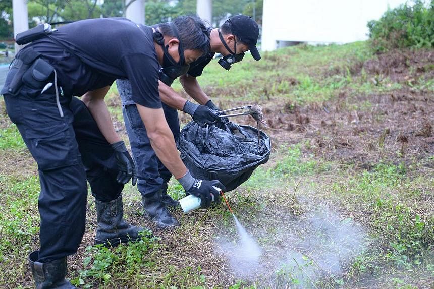 Pest controllers at work yesterday in Bukit Batok. Experts say three weeks are needed to end the rat infestation.