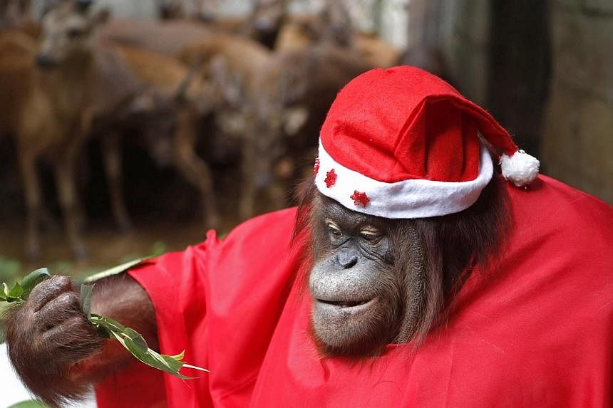 &nbsp;An orangutan dressed in a Santa Claus outfit takes part during the Animal Christmas party at Malabon Zoo in Manila. An Argentina court.&nbsp;An Argentina court ruled that an orangutan held in an Argentine zoo can be freed and transferred to a s