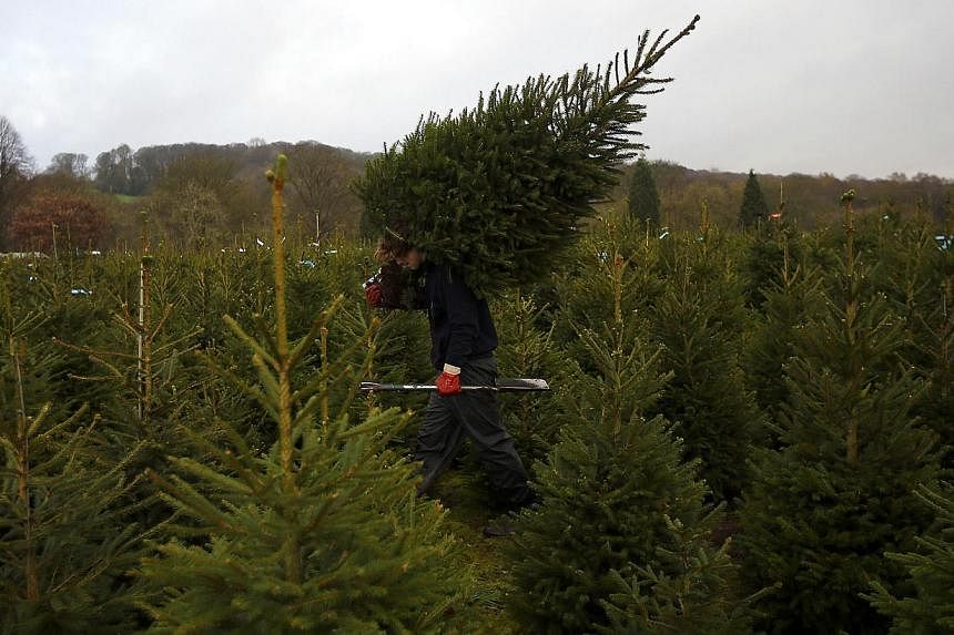 Sixteen Albanian migrants were found hiding in a truckload of Christmas trees waiting to board a ferry to England from the French port of Dieppe, a police source said on Monday, Dec 22, 2014. -- PHOTO: REUTERS