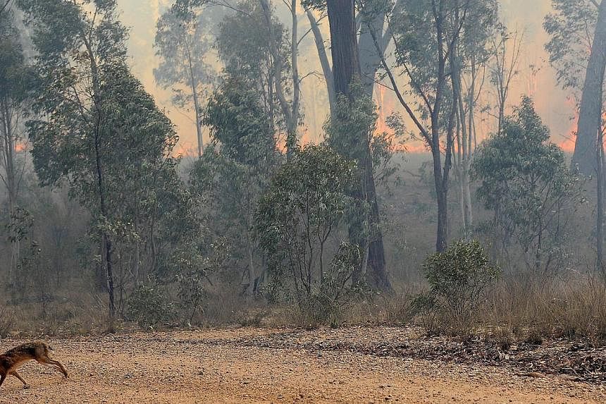 A bushfire near the town of Rylstone, Australia, in 2009. -- PHOTO: AFP
