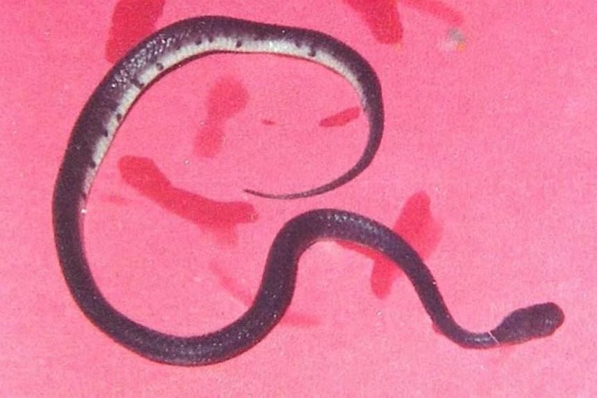 Smooth Slug Snake. -- PHOTO: FRANCIS LIM