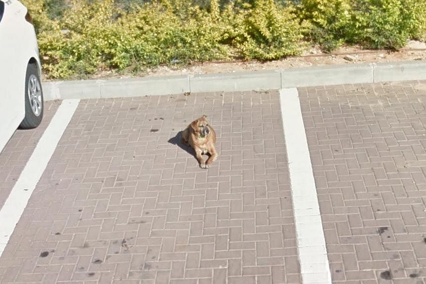 An Israeli man was overjoyed when he saw his dog captured on Google Street View. He had lost all photos of his dead pet after his computer crashed. -- SCREENGRAB: GOOGLE