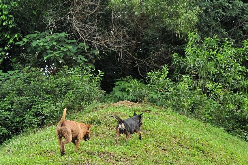 The Agri-Food and Veterinary Authority (AVA) has received some 100 complaints on stray dogs and the feeding of them at Bukit Batok Central and its vicinity from January to November. -- ST PHOTO:&nbsp;LIM YAOHUI