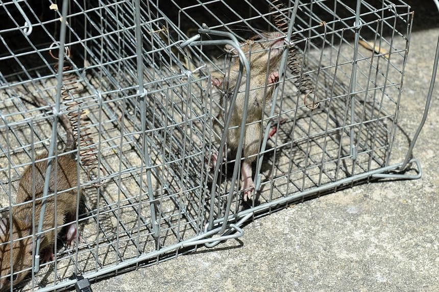 The Society for the Prevention of Cruelty to Animals (SPCA) has stressed that stray dogs should not be blamed for the rat infestation in a forested area beside Bukit Batok MRT station. -- ST PHOTO:&nbsp;AZIZ HUSSIN