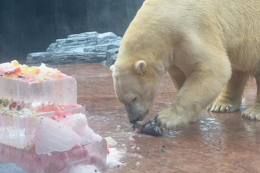 Inuka's keepers at the Singapore Zoo presented the male bear with a giant ice kachang cake. -- ST PHOTO:&nbsp;NG SOR LUAN