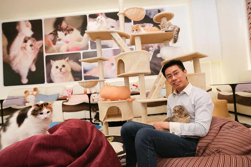 Mr Jonathan Tan (above), the owner of Cuddles Cat Cafe in Orchard Road, expressed utmost "regret and remorse" after seven cats died within three months of the cafe's opening. The Agri-Food and Veterinary Authority decided not to renew the pet cafe's 