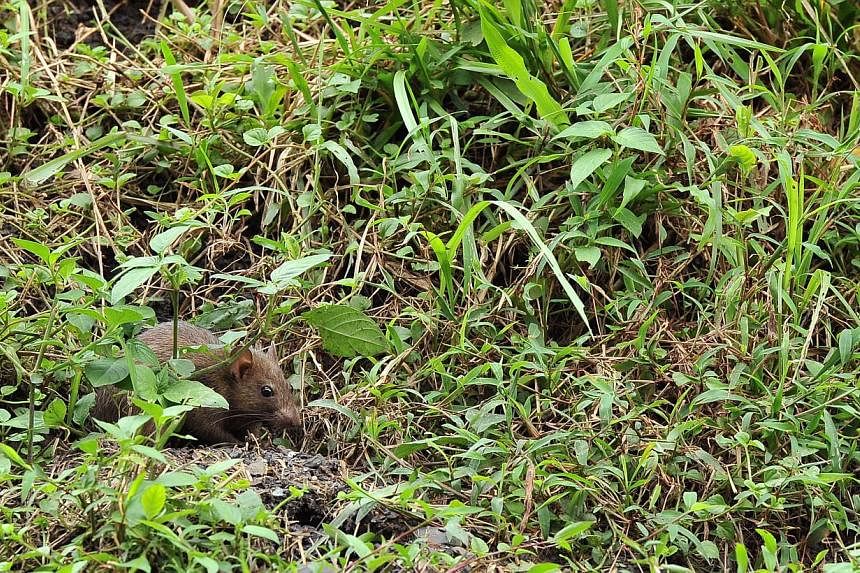 Rats seen near the Bukit Batok MRT station in this file photo. --ST PHOTO: LIM YAOHUI&nbsp;