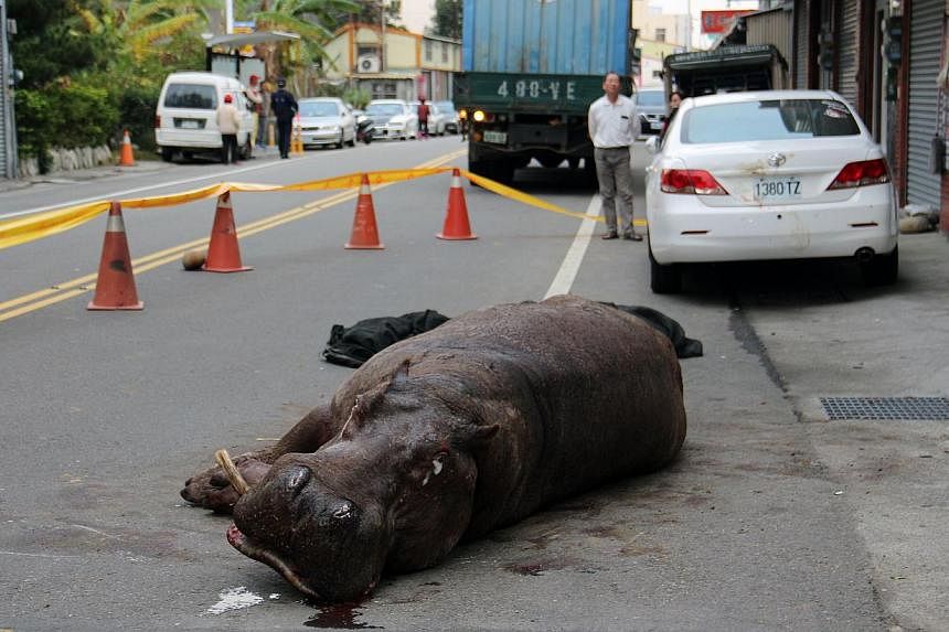 An injured hippo lies on the ground after it jumped from a truck in Miaoli county on Dec 26, 2014. -- PHOTO: AFP
