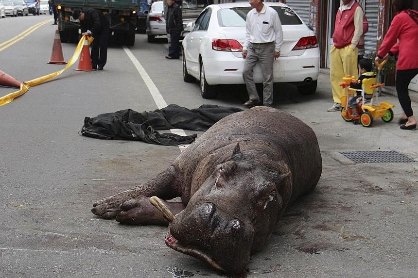 Injured hippo "A Ho" lies on the street after jumping off from a truck in Miaoli county, on Dec 26, 2014. -- PHOTO: REUTERS
