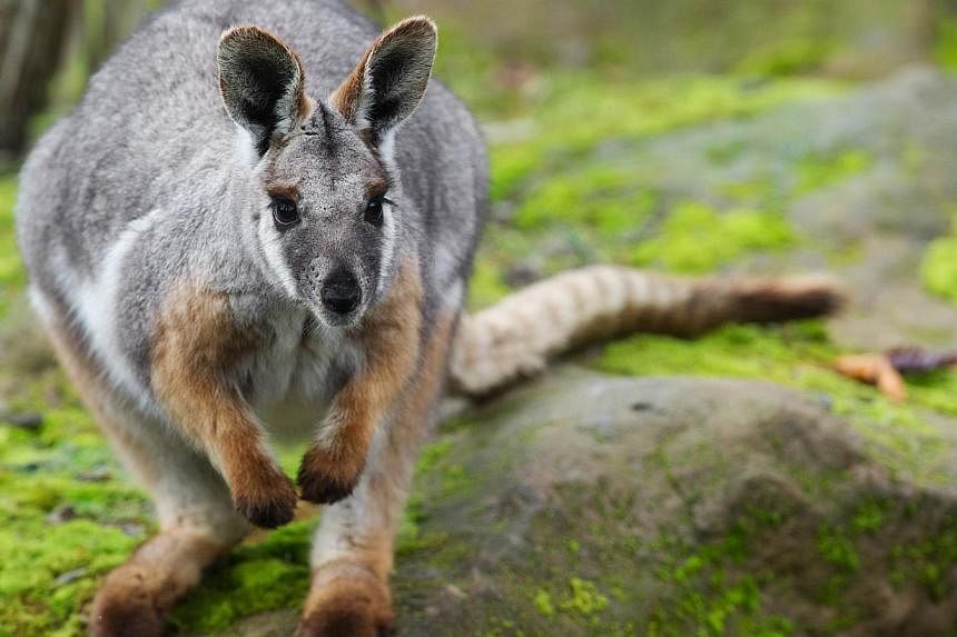 A wallaby is pictured, on Nov 13, 2014, at a zoo in Mulhouse, eastern France. -- PHOTO: AFP
