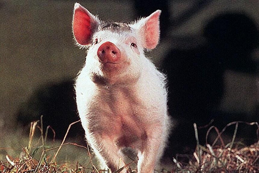A cinema still from the 1995 movie Babe. Christine Cavanaugh, best known for providing the voice for the titular pig in Babe, has died. -- PHOTO: ST FILE