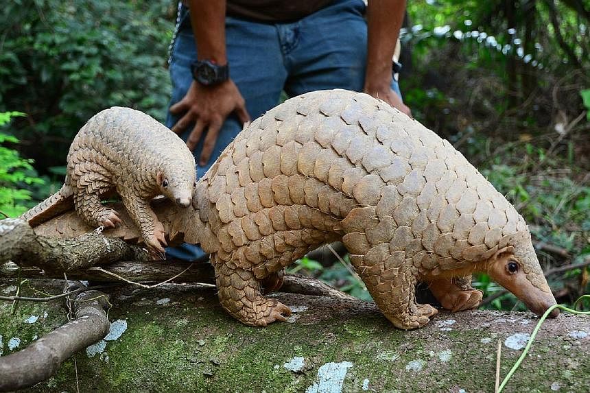 Sunda pangolins have been driven close to extinction. Radin, who was born on July 13, follows his mother Nita around at the Night Safari. A baby giant anteater at the River Safari, born in May, had to be hand-reared by the keepers after being rejecte