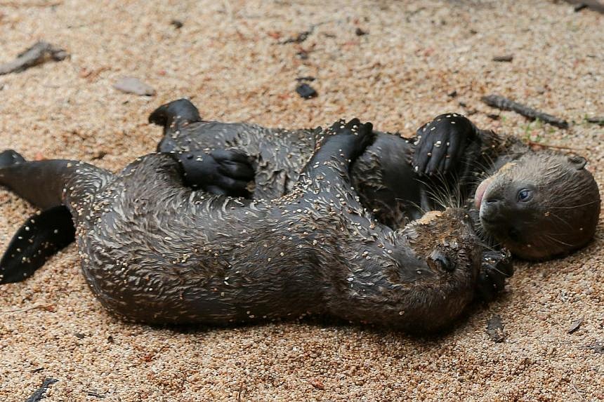 More Than 400 Baby Animals Born Or Hatched At Singapore's Wildlife ...