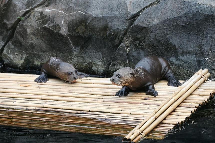 More Than 400 Baby Animals Born Or Hatched At Singapore's Wildlife ...