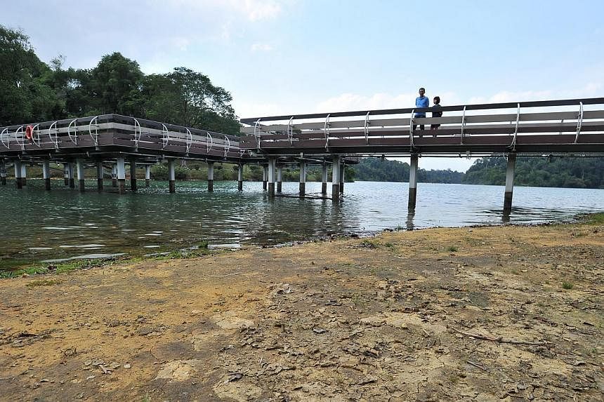 Low water levels at MacRitchie Reservoir last February. Singapore experienced long dry spells last year. -- ST FILE PHOTO