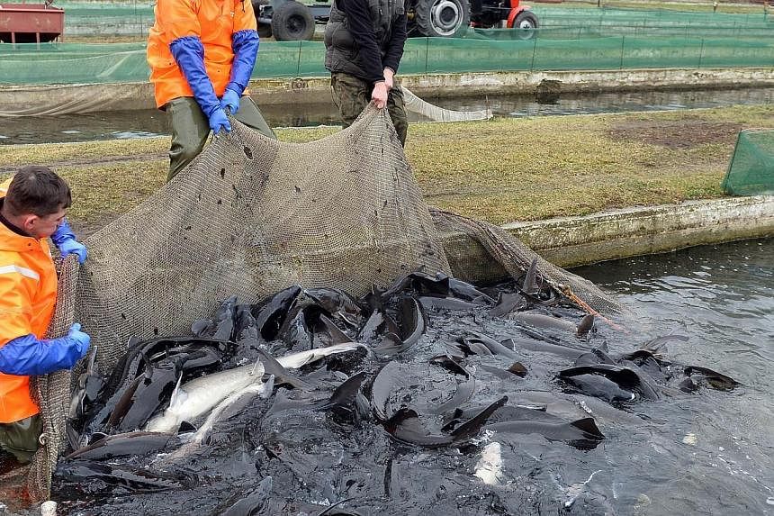 Workers at a fish farm in Rus pulling out a net full of mature female sturgeon on Dec 16, 2014. The farm has begun producing caviar, making it the first in Poland. -- PHOTO: AFP