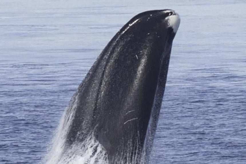 A bowhead whale breaching the water's surface. Scientists at the University of Liverpool have sequenced the genome of the bowhead whale, estimated to live for more than 200 years with low incidence of disease. Published in the journal Cell Reports, t
