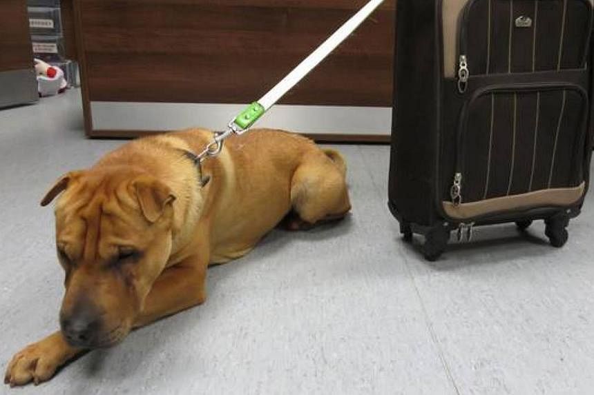 Kai was left tied to a railing at a railway station in Scotland by its owner with a suitcase full of its belongings. -- PHOTO: SCOTTISH SPCA