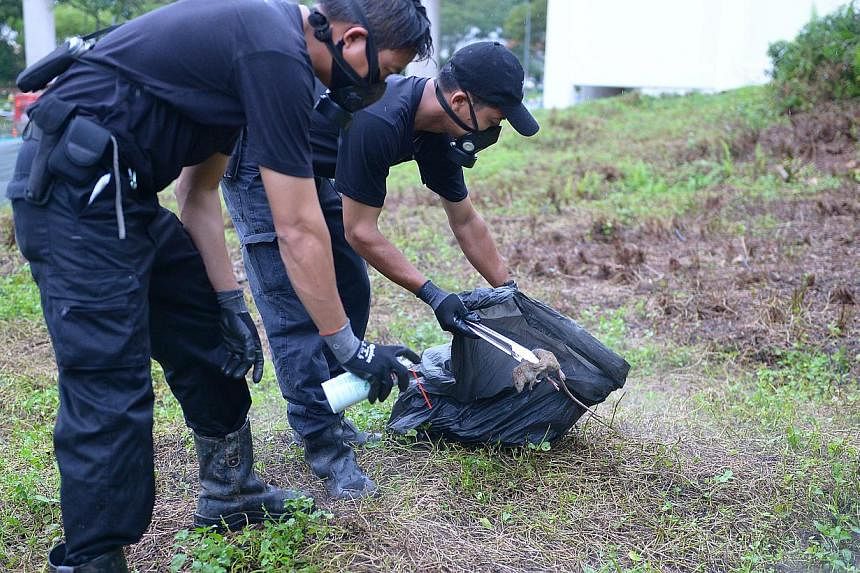 Pest controllers removing a rat carcass near Bukit Batok MRT station last month. Pest busters attacked rat nests and burrows, then monitored the area to ensure survivors did not get away.