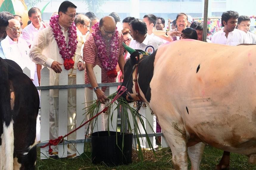 Deputy Prime Minister and Minister for Finance Tharman Shanmugaratnam, visits a decorated cow paddock in Bukit Panjang as part of the eighth annual Pongal festival.&nbsp;Bukit Panjang residents cooked up a storm yesterday to set a new national record