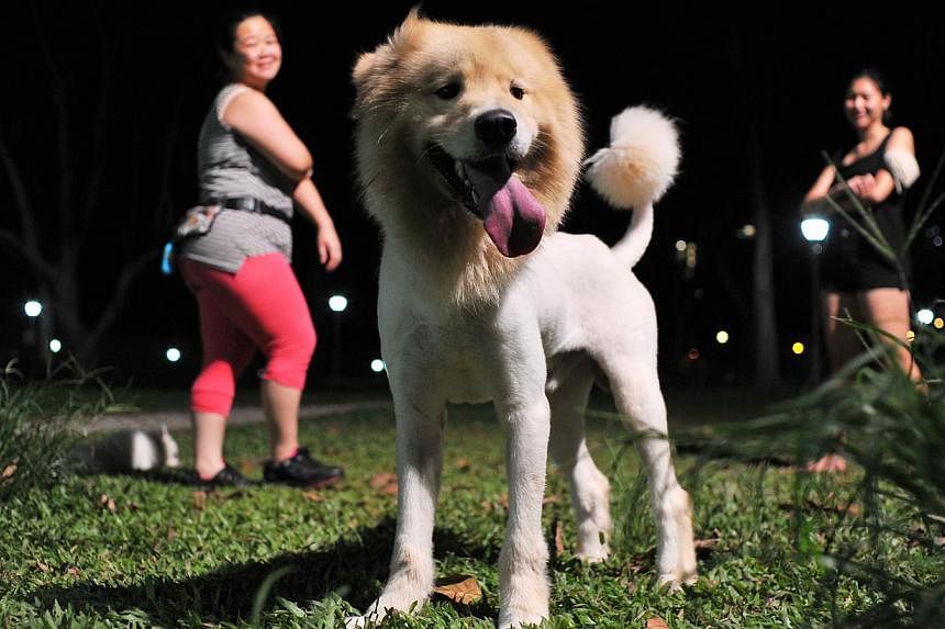 At West Coast Park, Tan Jun Kai, eight, and his sister, Jing Tian, six, are playing after 10pm while Ms Pauline Chia (above) is exercising her dog, Sake, around 9pm at Bishan-Ang Mo Kio Park.&nbsp;--&nbsp;PHOTO: LIM YAOHUI FOR THE STRAITS TIMES