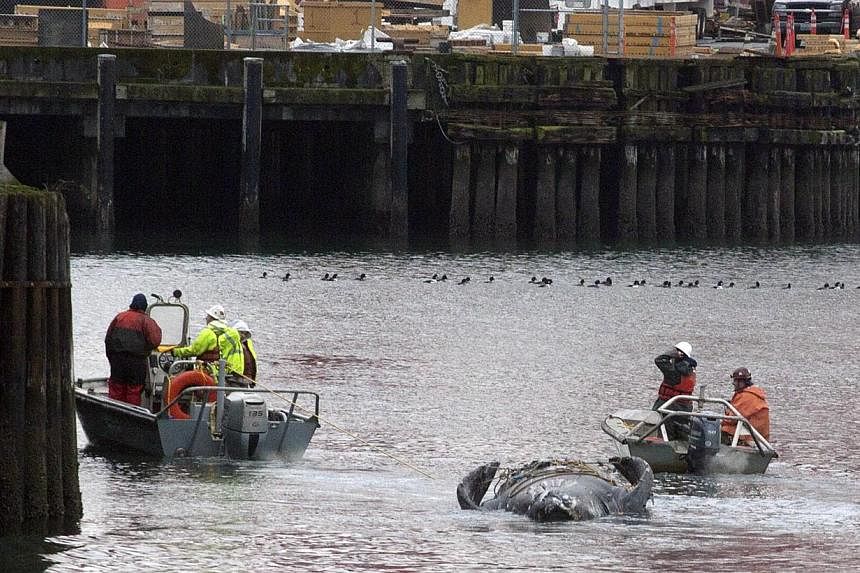 Crew members towing the carcass of the grey whale in Elliot Bay after it was discovered under the Colman Ferry dock in Seattle, Washington, on Jan 22, 2015. -- PHOTO: REUTERS