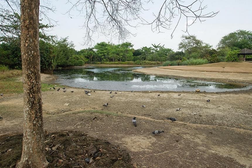 The Eco lake at the Singapore Botanic Gardens drying up last year due to the prolonged dry spell. With rainfall expected to be low this month and next, the nation may have to resort to water rationing. -- PHOTO: ST FILE