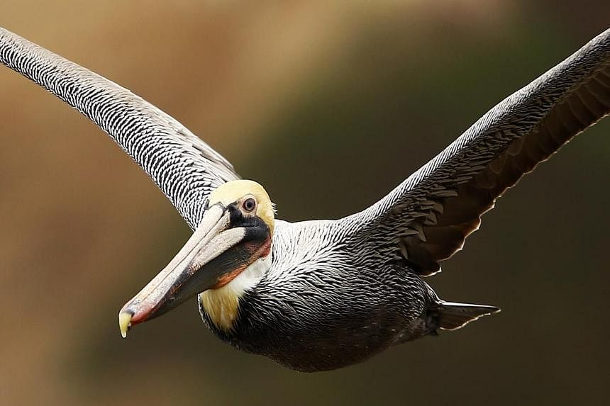 A brown pelican gliding along the shoreline in La Jolla, California, on Jan 20, 2015. Officials in Florida say someone has been attacking the state's pelicans, slashing the pouches of the oversized birds, which often die as a result.-- PHOTO: REUTERS
