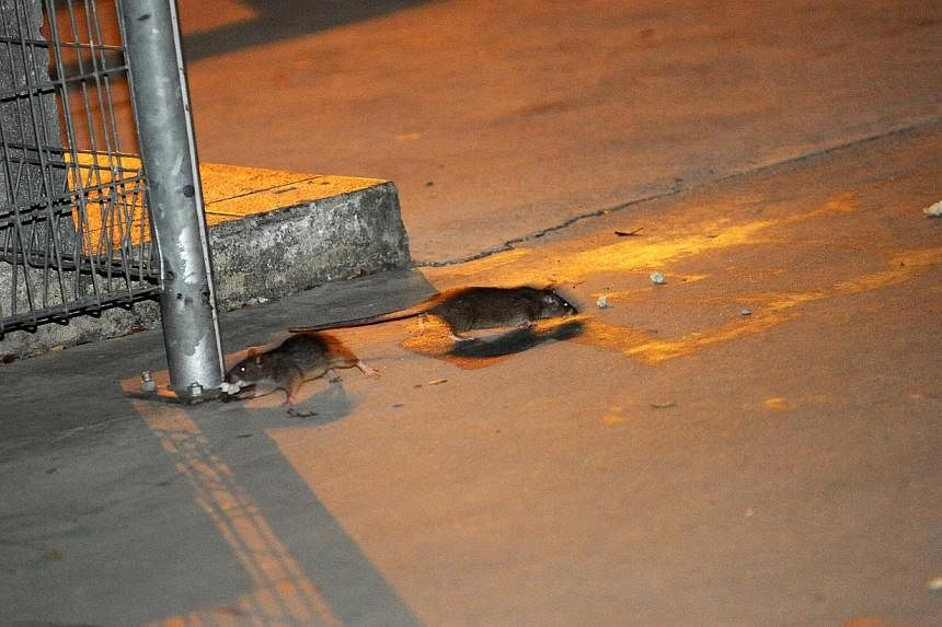 Rats have posed a problem recently in Singapore, with an infestation in Bukit Batok drawing a lot of attention, followed soon after by news that a dead rodent was found in a vegetable dish at a restaurant in Marina Square. -- ST FILE PHOTO